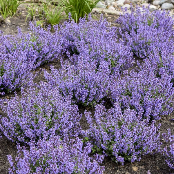 'Cat's Pajamas' Catmint - Image 6