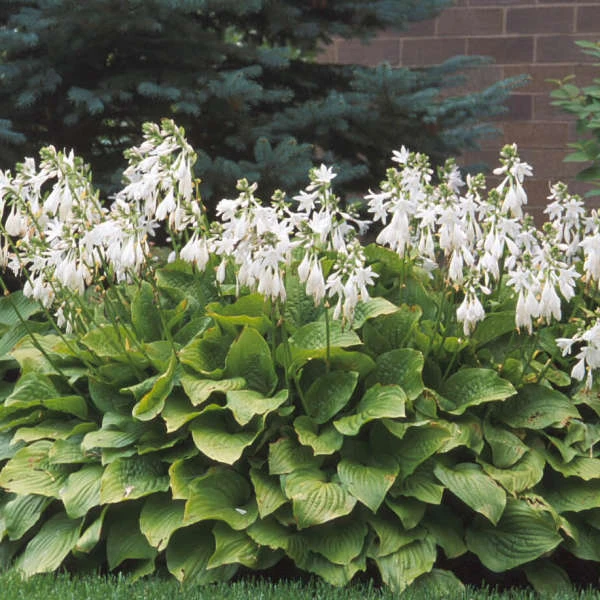 'Royal Standard' Hosta - Image 2