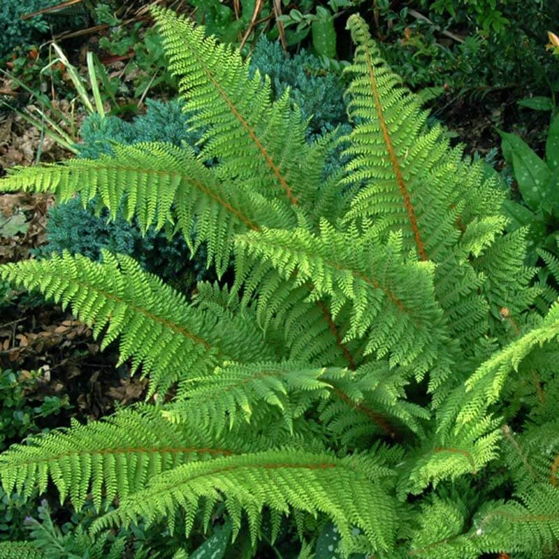 Korean Tassel Fern - Image 2