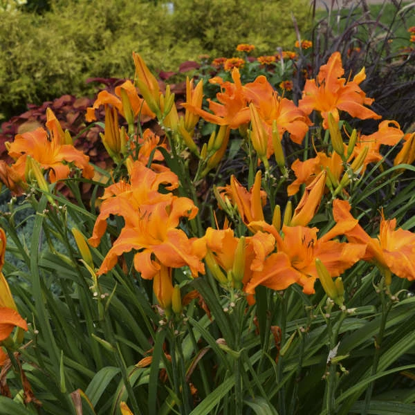 Rainbow Rhythm® 'Primal Scream' Daylily - Image 2