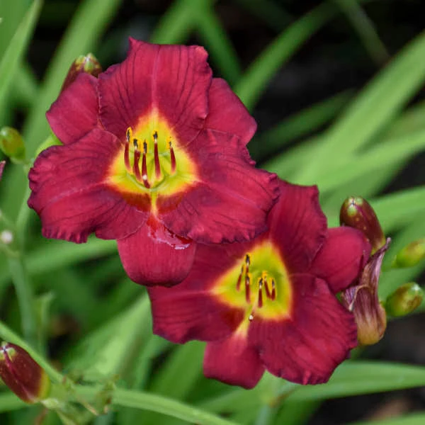'Pardon Me' Daylily