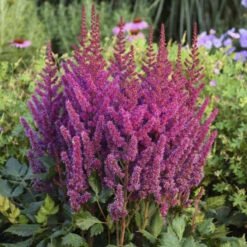 'Visions' Astilbe