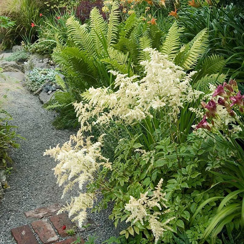 White Astilbe - Image 3