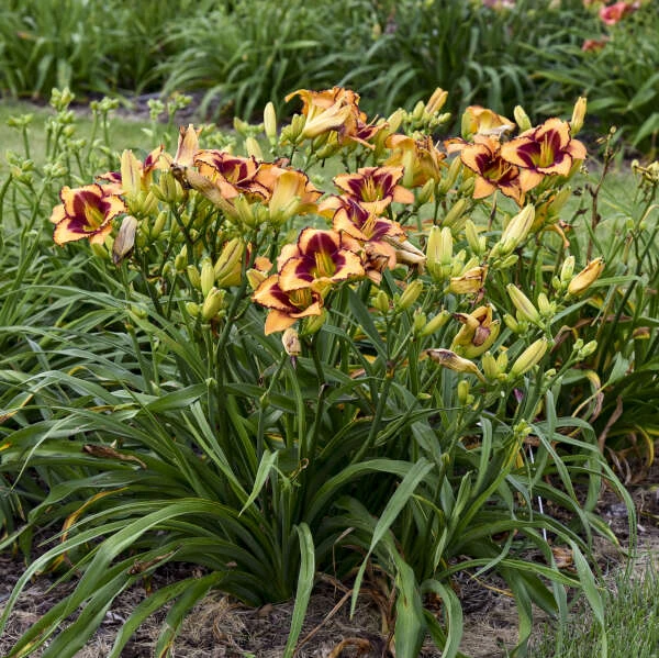 Rainbow Rhythm® 'Blazing Glory' Daylily - Image 2