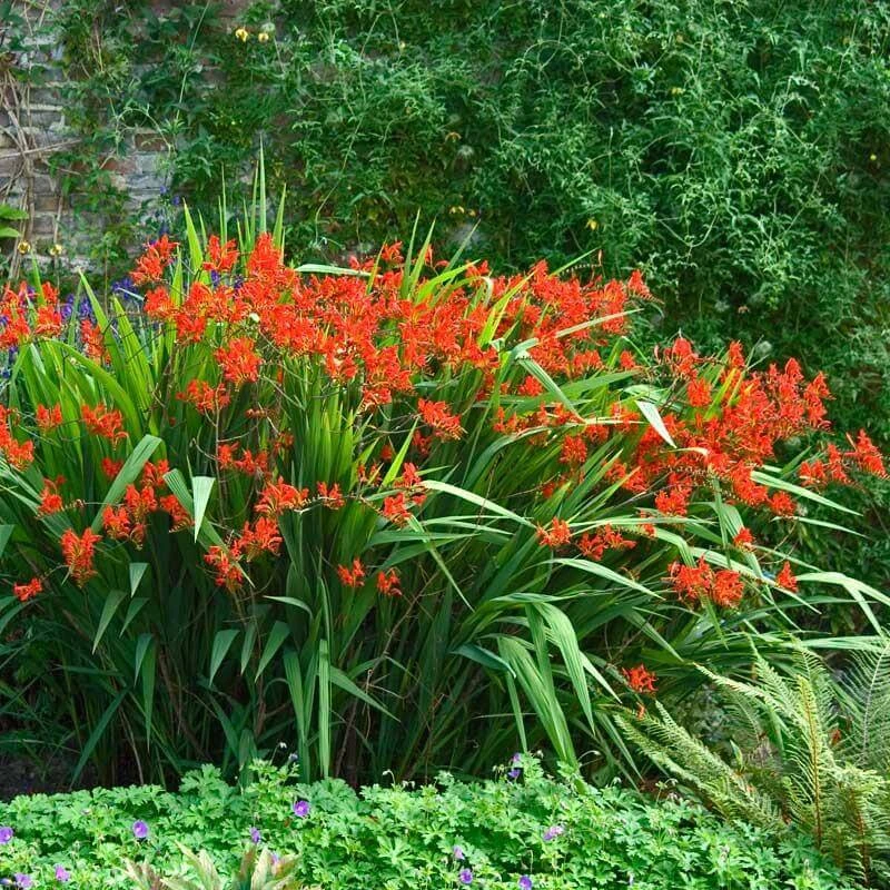 'Lucifer' Montbretia - Image 7