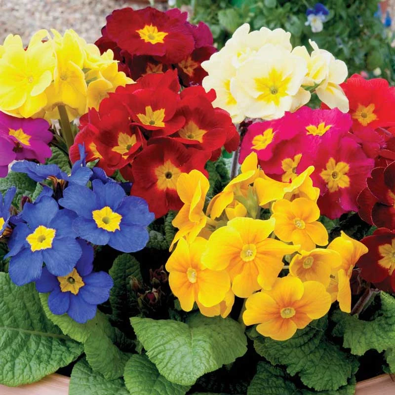 Crescendo® Mixed Primrose - Image 2