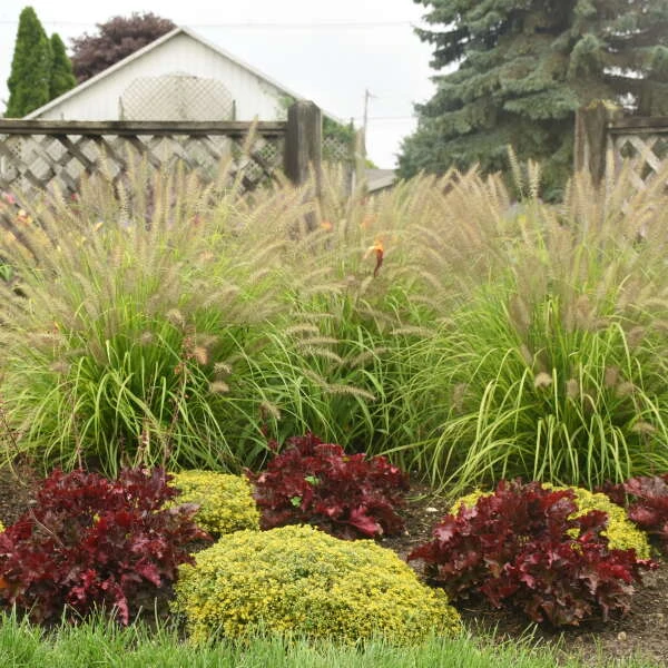 Prairie Winds® 'Lemon Squeeze' Fountain Grass - Image 2
