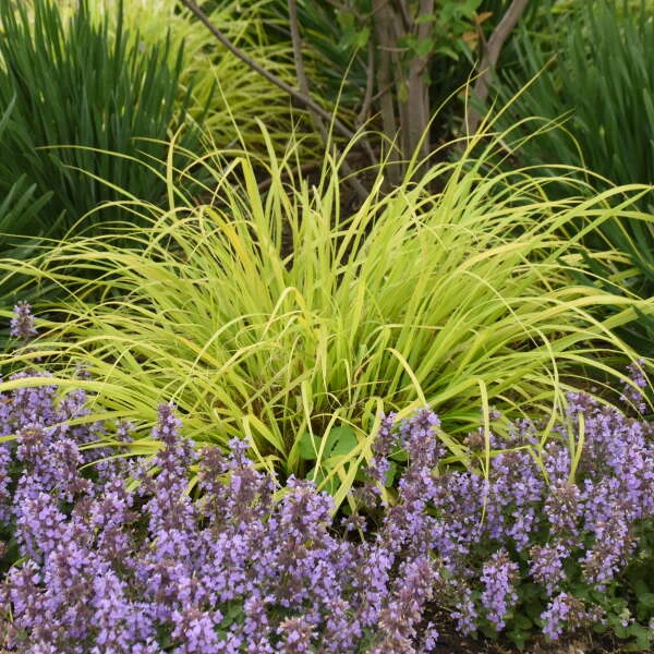 Prairie Winds® 'Lemon Squeeze' Fountain Grass - Image 3