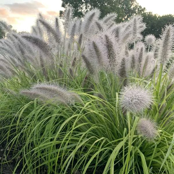 Prairie Winds® 'Lemon Squeeze' Fountain Grass