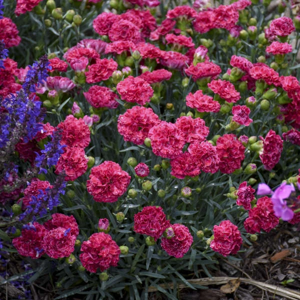 Fruit Punch® 'Raspberry Ruffles' Dianthus - Image 2