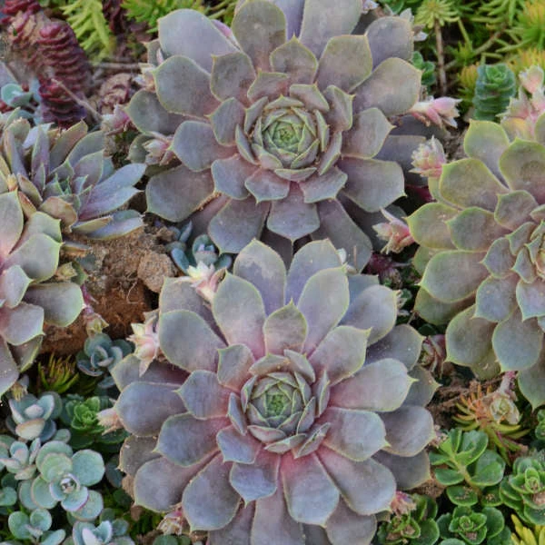 'Pacific Blue Ice' Hens & Chicks - Image 2