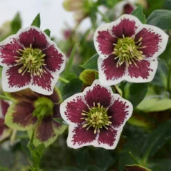 Honeymoon® Romantic Getaway Lenten Rose