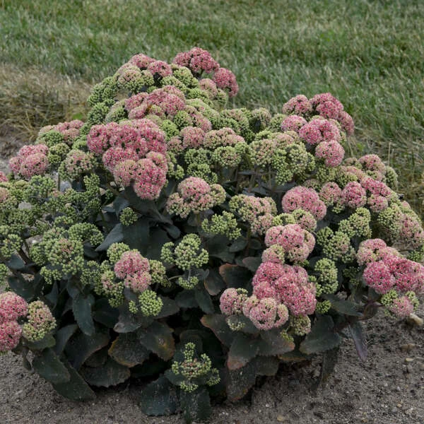 Rock 'N Grow® 'Coraljade' Stonecrop