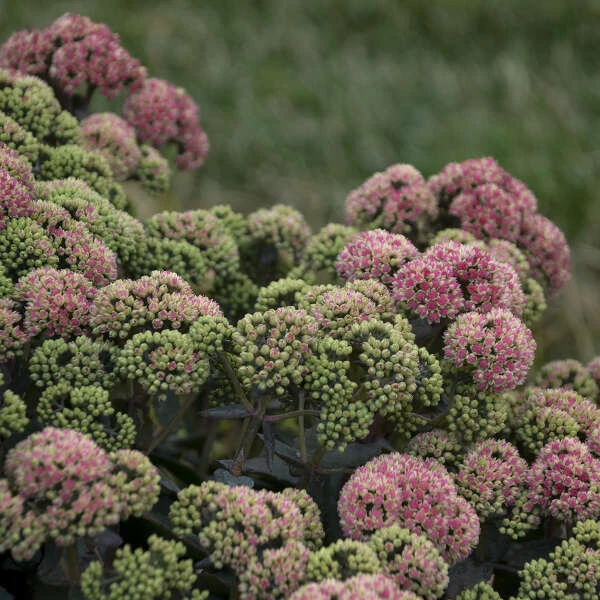 Rock 'N Grow® 'Coraljade' Stonecrop - Image 2