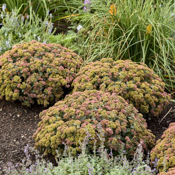 Rock 'N Grow® 'Coraljade' Stonecrop - Image 3