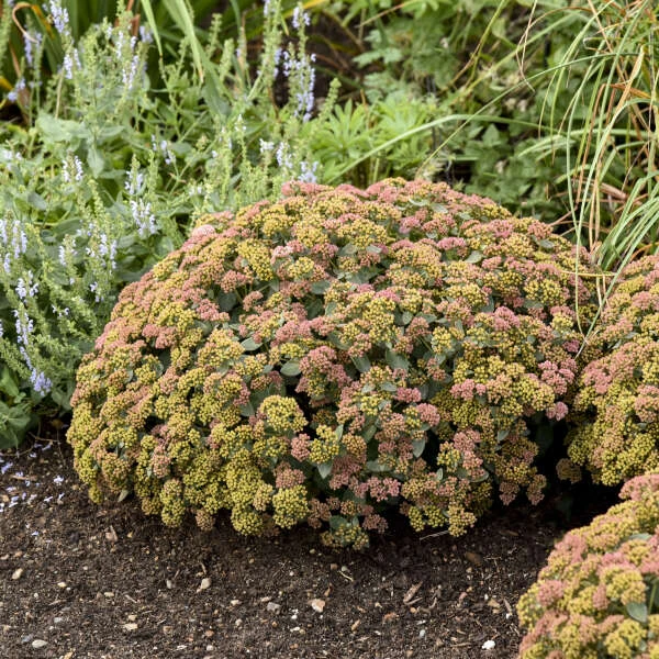 Rock 'N Grow® 'Coraljade' Stonecrop - Image 4