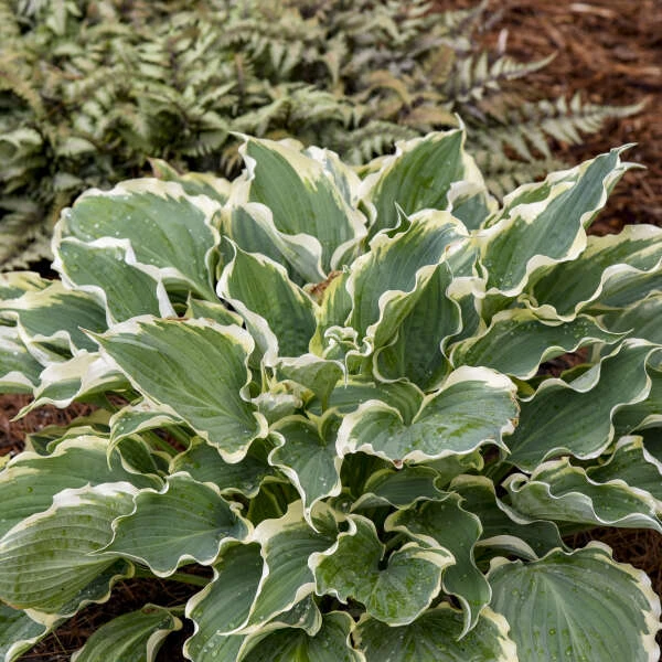 Shadowland® 'Hope Springs Eternal' Hosta - Image 2