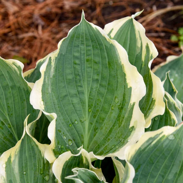 Shadowland® 'Hope Springs Eternal' Hosta - Image 4