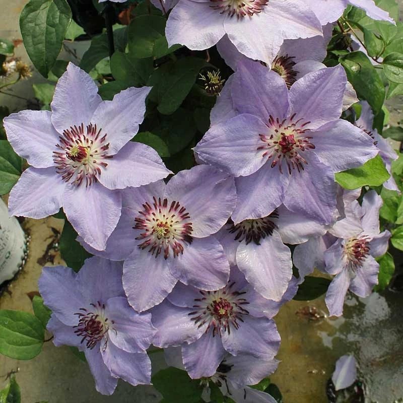 Still Waters™ Clematis