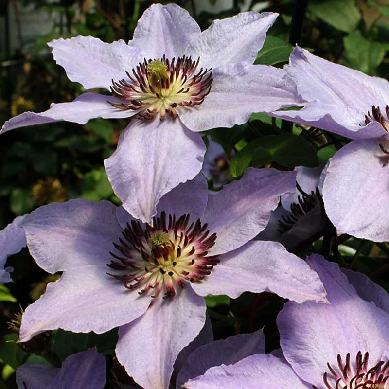 Still Waters™ Clematis - Image 4
