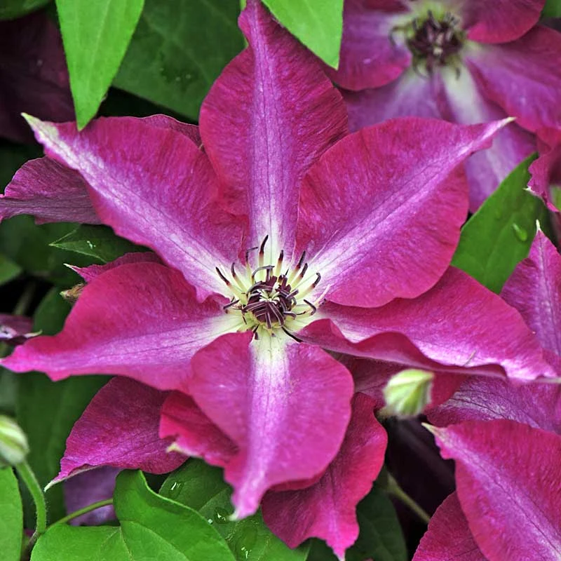'Viva Polonia' Clematis - Image 2