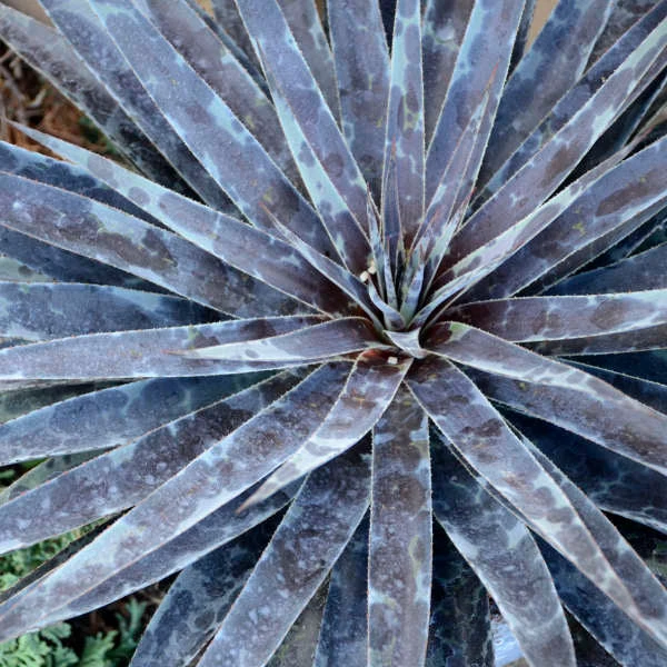 Mad About Mangave® 'Moonglow' Mangave - Image 2