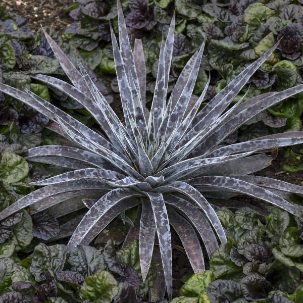 Mad About Mangave® 'Moonglow' Mangave - Image 3