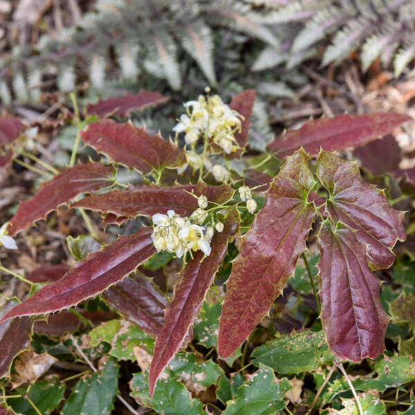 'Sandy Claws' Barrenwort - Image 3