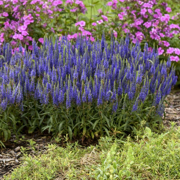 Magic Show® 'Wizard Of Ahhs' Spike Speedwell - Image 2