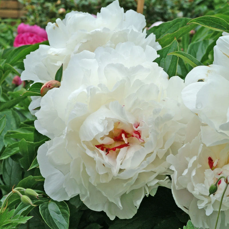 'Festiva Maxima' Peony - Image 2