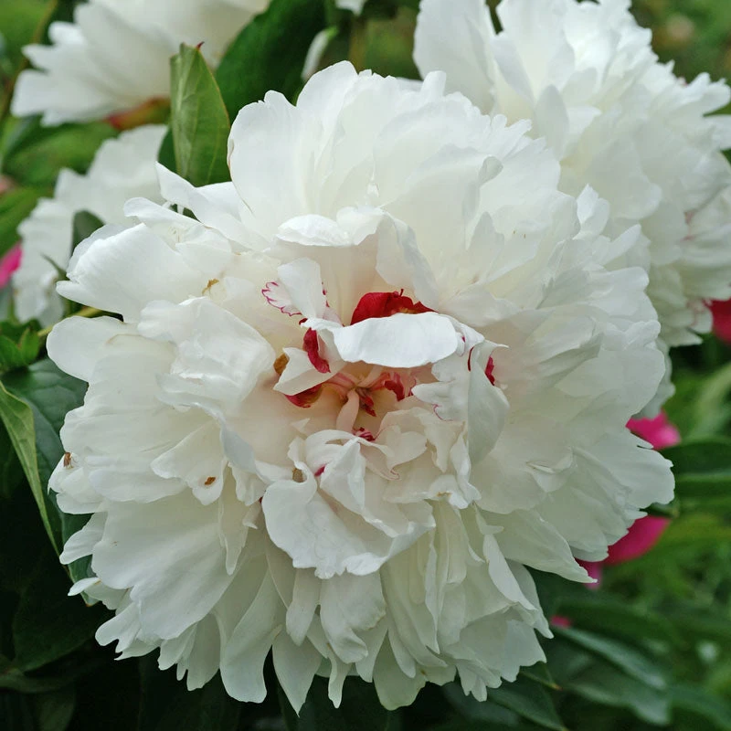'Festiva Maxima' Peony - Image 3
