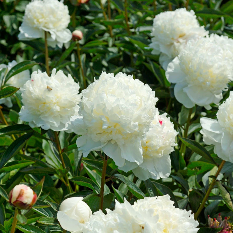 'Festiva Maxima' Peony - Image 4