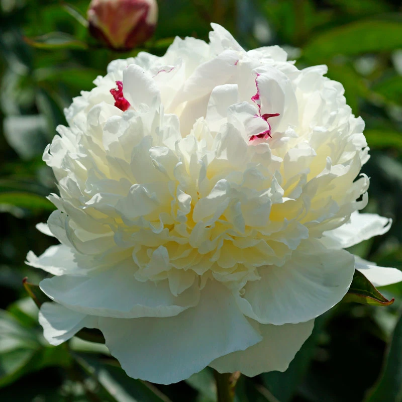 'Festiva Maxima' Peony - Image 5