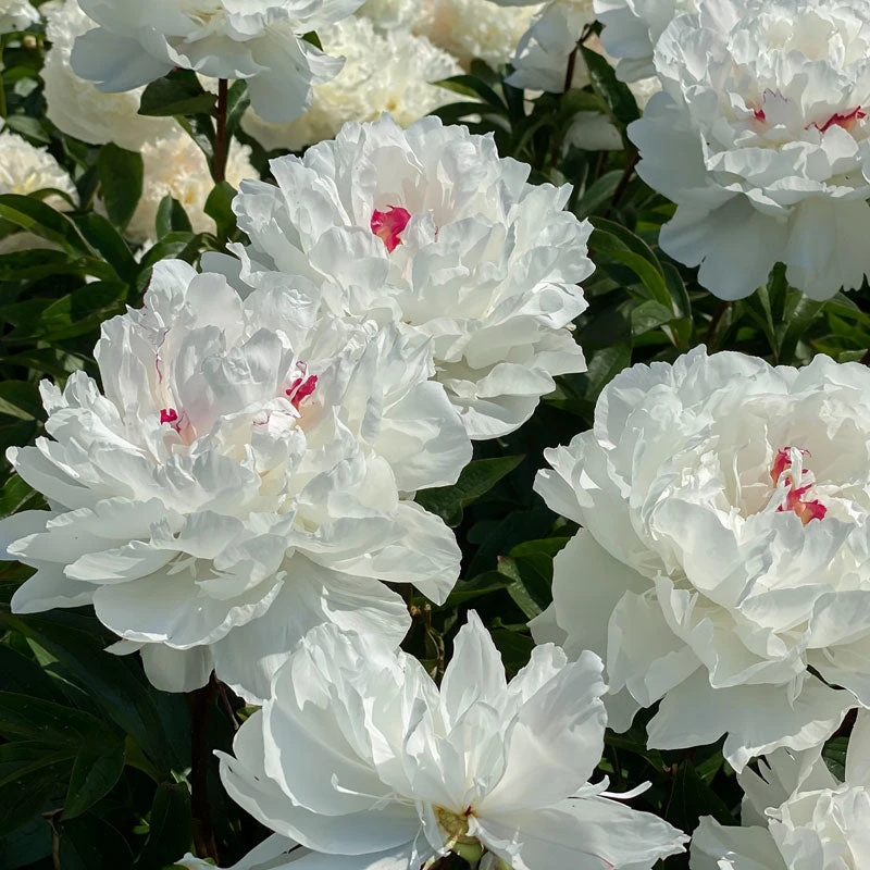 'Festiva Maxima' Peony - Image 6