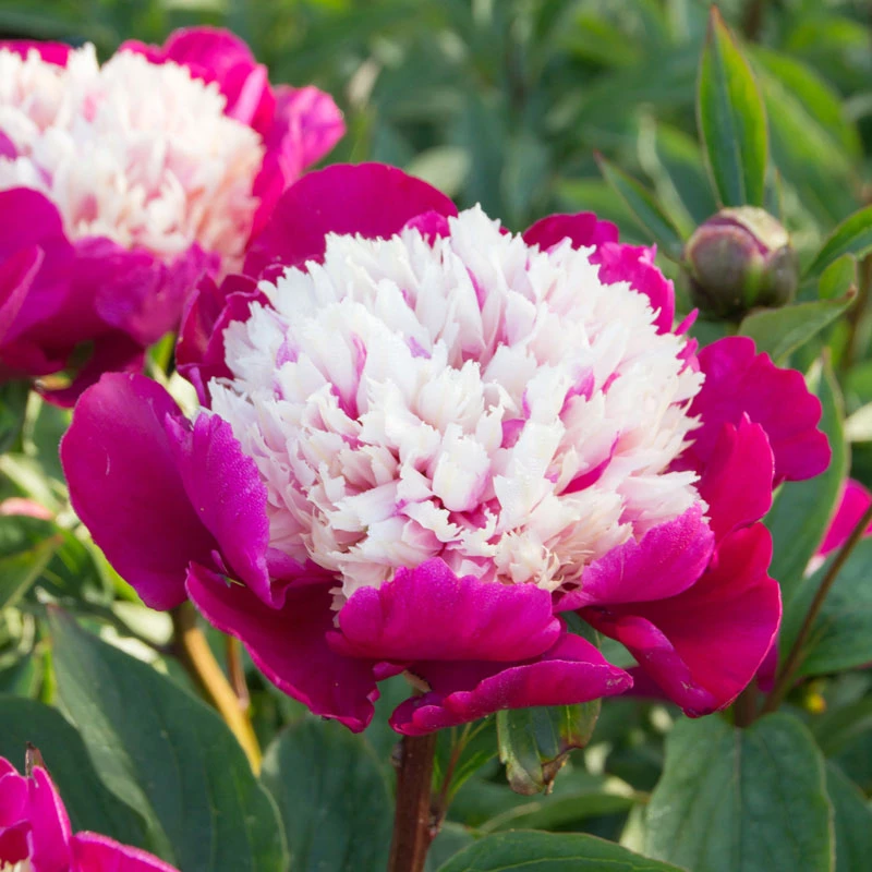 'White Cap' Peony - Image 4