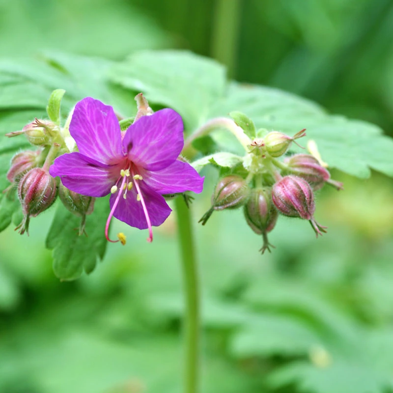 'Bevan's Variety' Cranesbill - Image 2