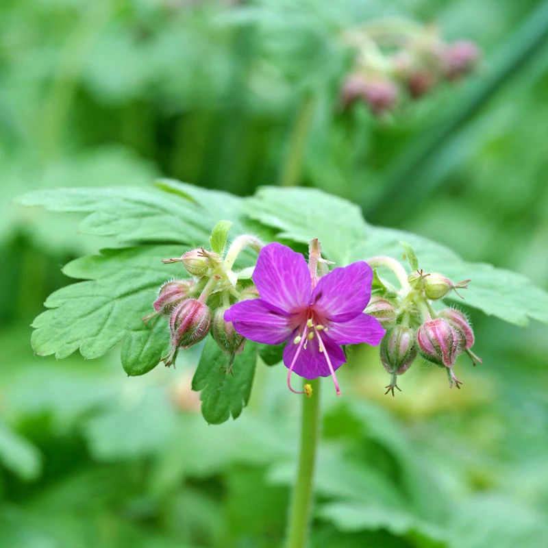 'Bevan's Variety' Cranesbill - Image 3