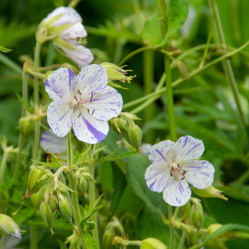 'Delft Blue' Cranesbill - Image 2