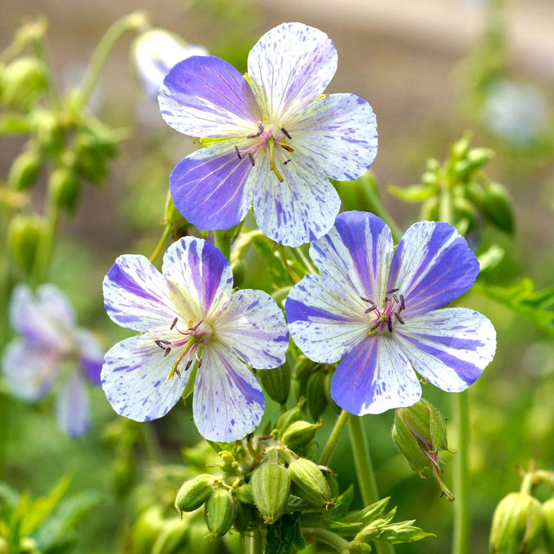 'Delft Blue' Cranesbill - Image 4