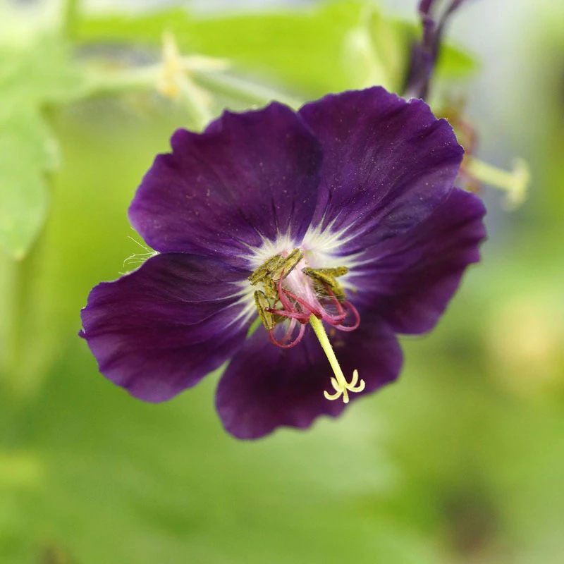 'Raven' Cranesbill - Image 2