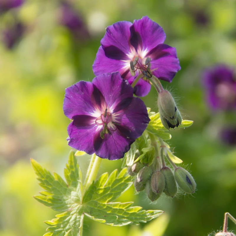 'Raven' Cranesbill - Image 3