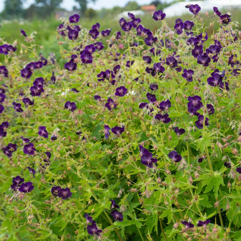 'Raven' Cranesbill - Image 4