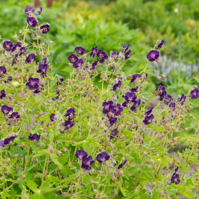 'Raven' Cranesbill - Image 5