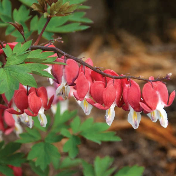 Valentine® Bleeding Heart - Image 2
