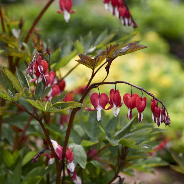 Valentine® Bleeding Heart
