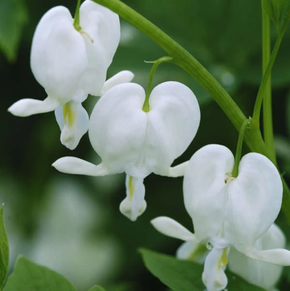 White Bleeding Heart - Image 3