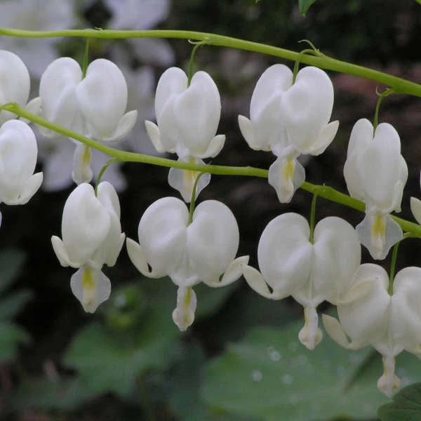 White Bleeding Heart - Image 4
