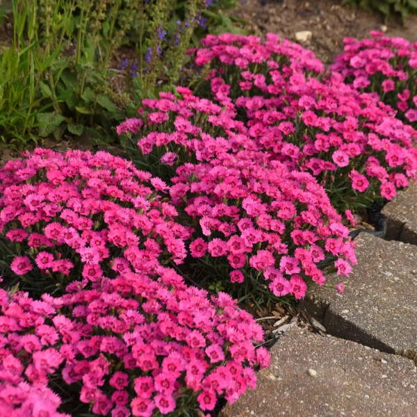 'Paint The Town Fancy' Dianthus - Image 2
