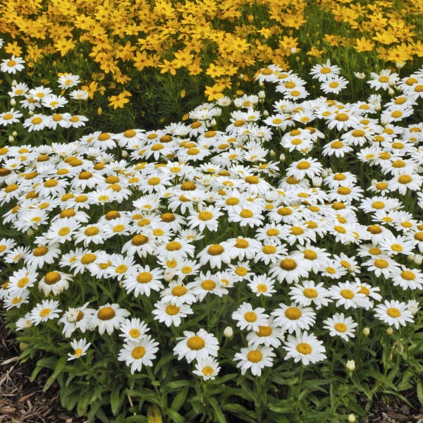 'Snowcap' Shasta Daisy - Image 4