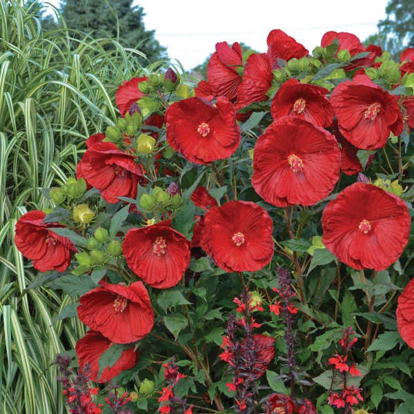 Summerific® 'Cranberry Crush' Perennial Hibiscus